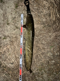 ナマズの釣果