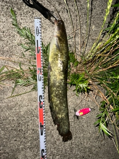 ナマズの釣果