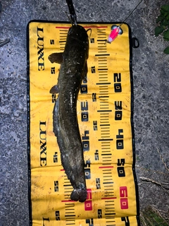 ナマズの釣果