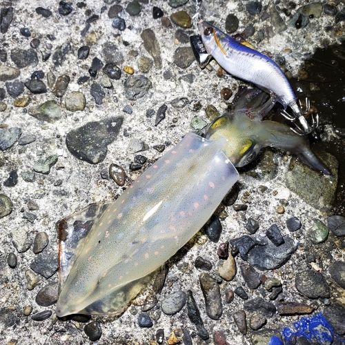 ケンサキイカの釣果