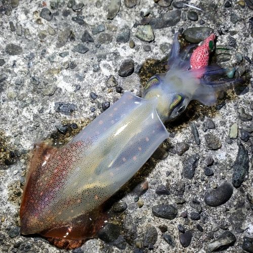 ケンサキイカの釣果