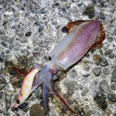 ケンサキイカの釣果
