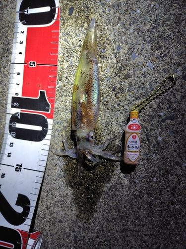イカの釣果