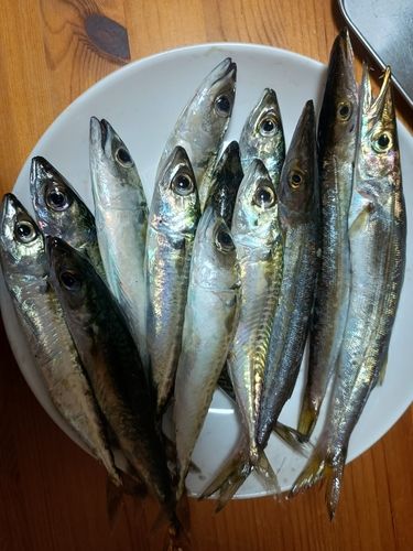 サバの釣果