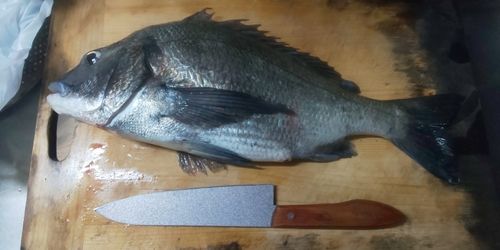 チヌの釣果