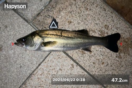 シーバスの釣果