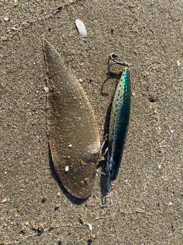ウシノシタ