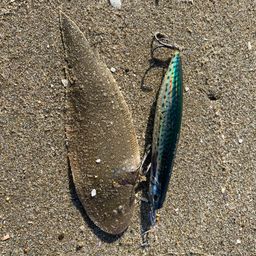 ウシノシタ