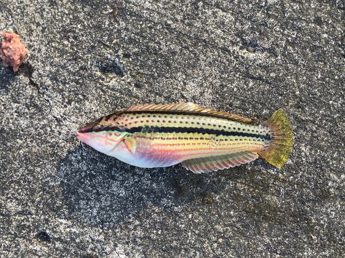 キュウセンの釣果