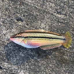 キュウセン