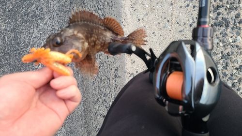 アラカブの釣果