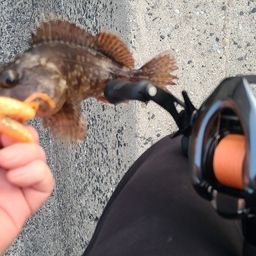 アラカブ