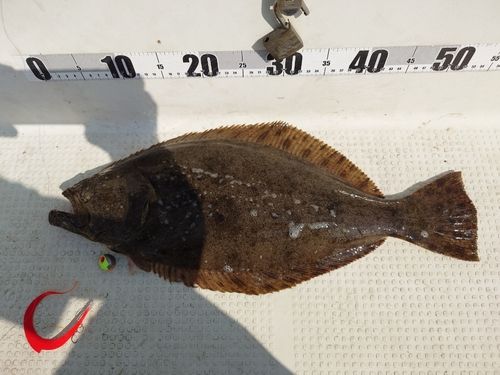 ヒラメの釣果