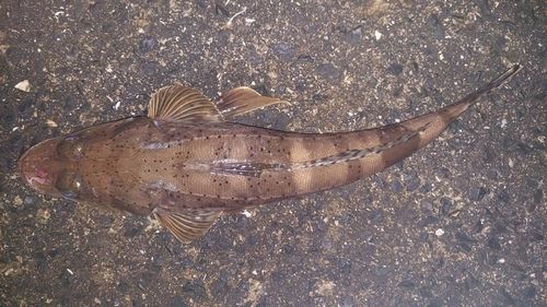 イネゴチの釣果