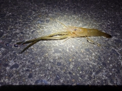 テナガエビの釣果