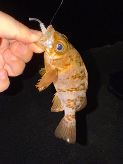 メバルの釣果