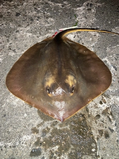 アカエイの釣果
