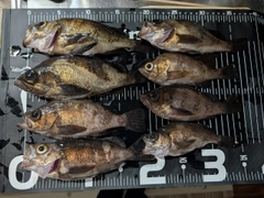 メバルの釣果