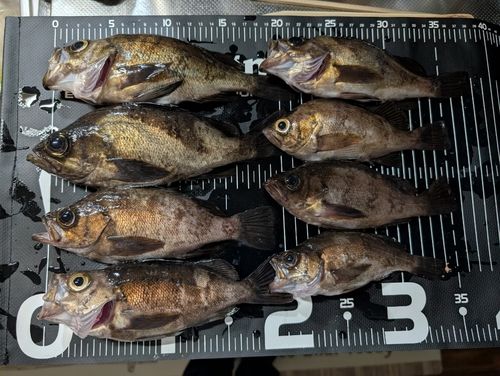 メバルの釣果
