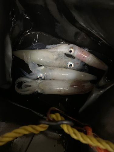 マメイカの釣果