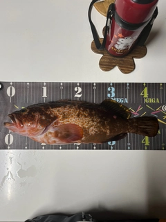 キジハタの釣果