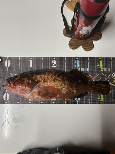 キジハタの釣果