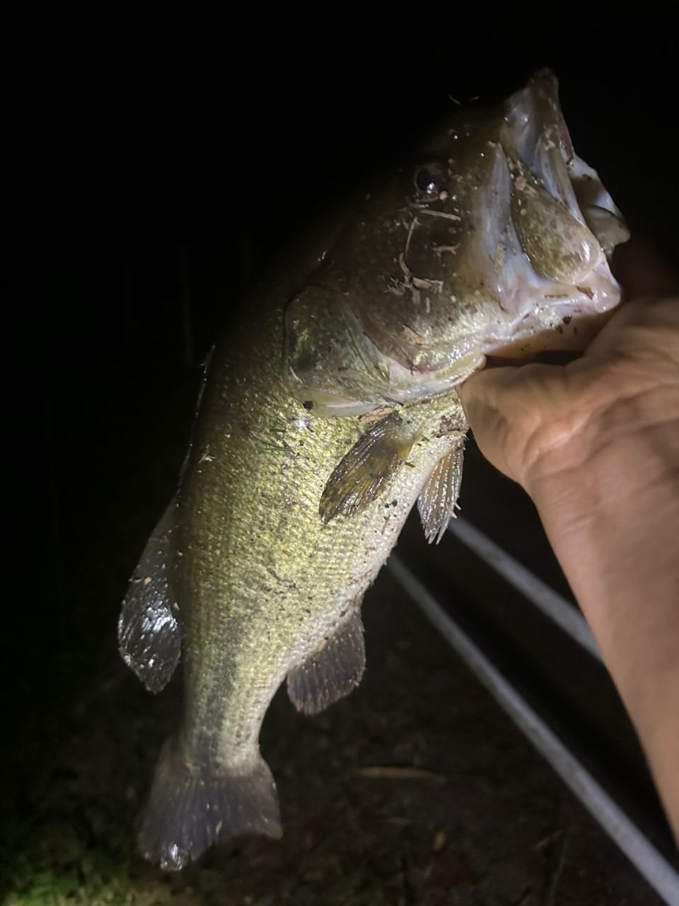 ラージマウスバス