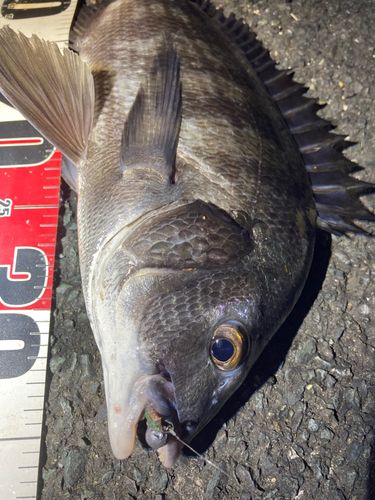 クロダイの釣果