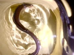 アナゴの釣果