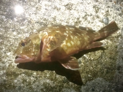 アコウの釣果