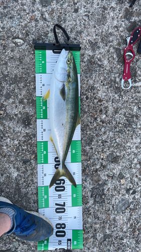 ワラサの釣果