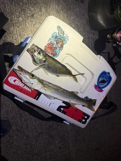 カマスの釣果