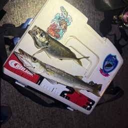 カマス
