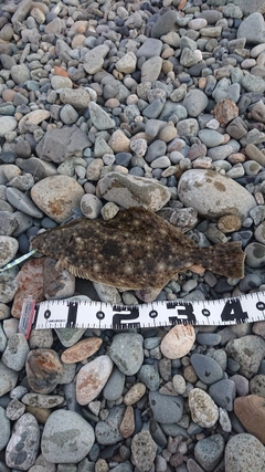 ヒラメの釣果