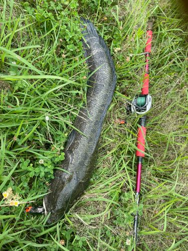 ライギョの釣果