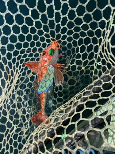 ホウボウの釣果