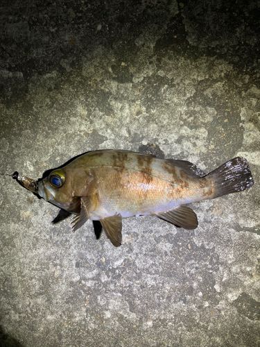 クロメバルの釣果