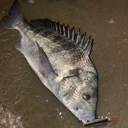 クロダイ