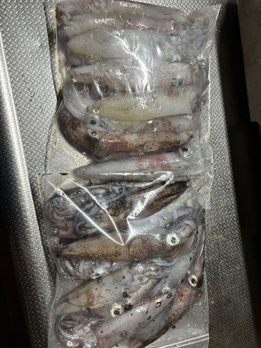 マメイカの釣果