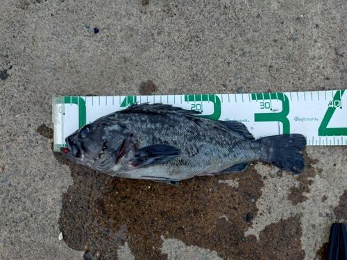 クロソイの釣果