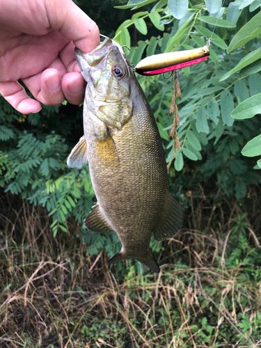 スモールマウスバスの釣果