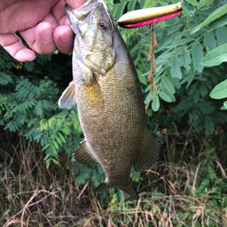 スモールマウスバス