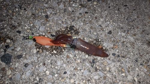 ヒイカの釣果