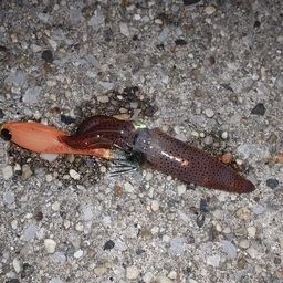 ヒイカ