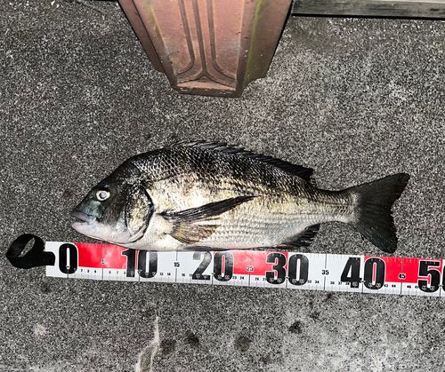 チヌの釣果
