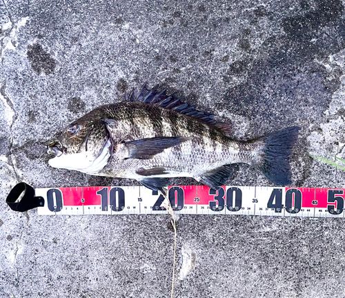 チヌの釣果