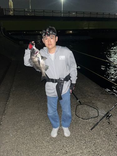 チヌの釣果