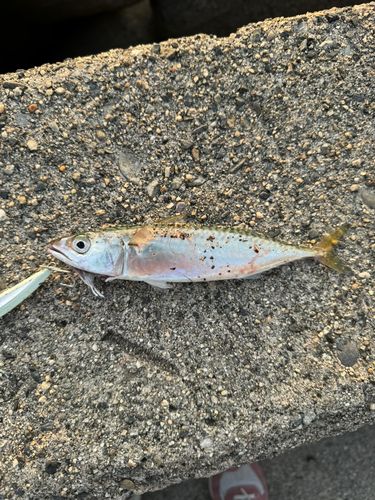 サバの釣果