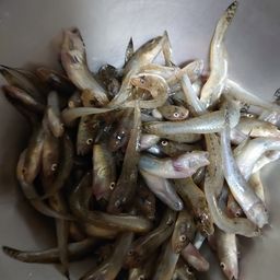 マハゼ