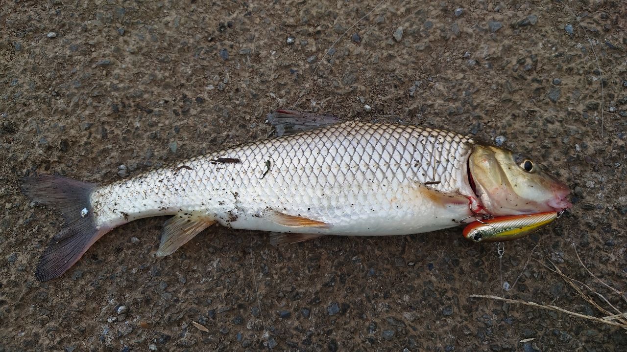 DAIWA 17モアザン LBD 2510PEの最安値・インプレ・釣果 | 本音の口コミ